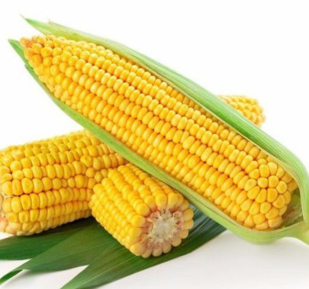 玉米振動篩如何選擇？